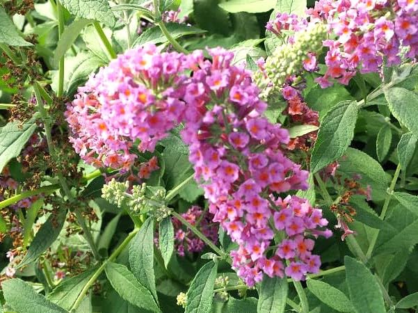 Greenwood Nursery: Live Shrub Plants - 'Bicolor' Butterfly Bush + Buddleja/Buddleia x Weyeriana - [Qty: 2X Pint Pots] - (Click for Other Available Plants/Quantities)
