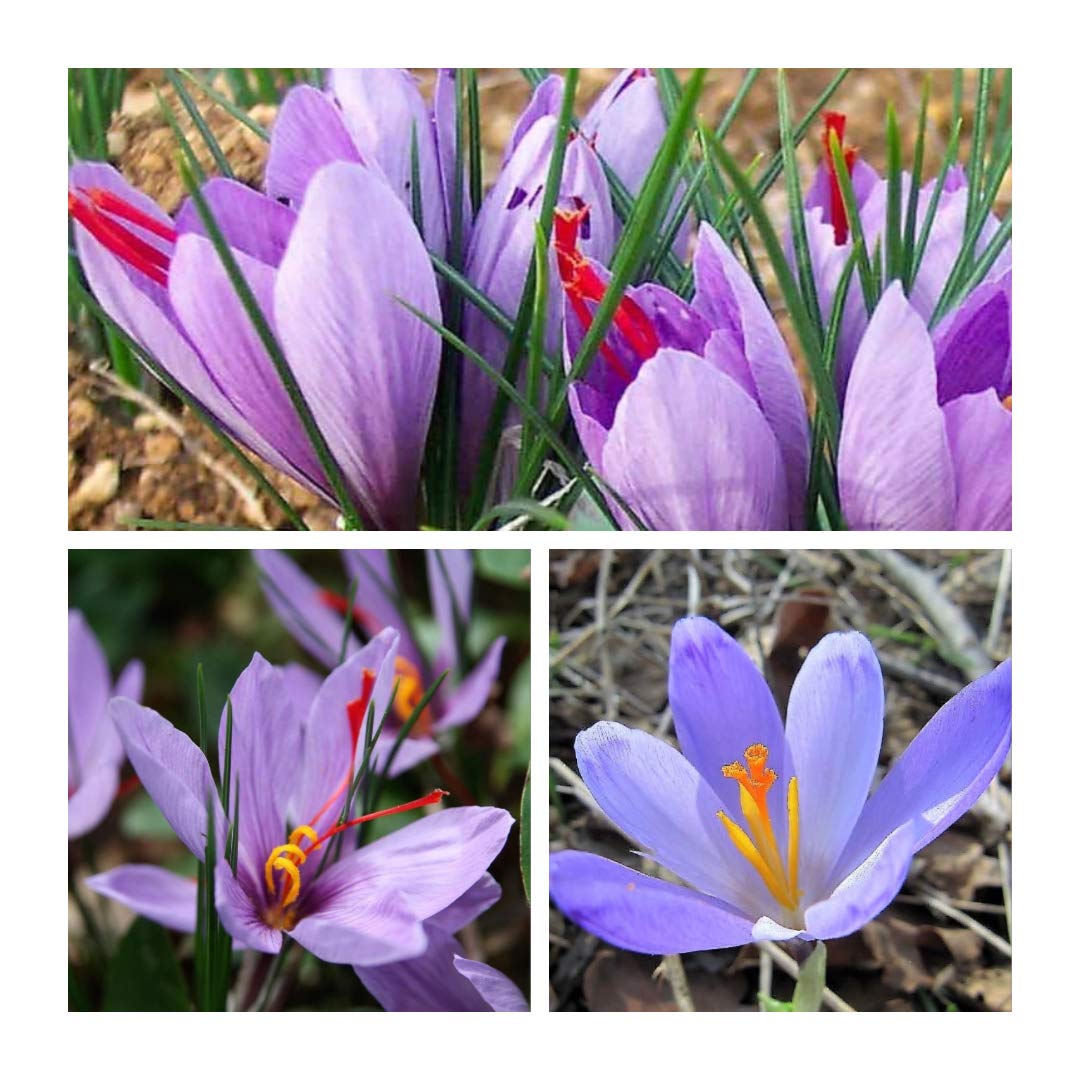 Crocus Autumn Sativus x 200 Flower Bulbs Size 10 up Grow Your own Saffron ! Easy to Grow