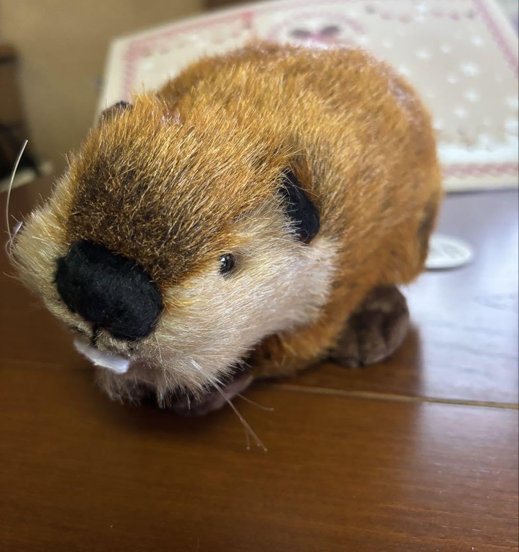 SUPER BEAVER ビーバーちゃん Amazon.co.jp: SUPER BEAVER スーパービーバー ビーバーちゃん