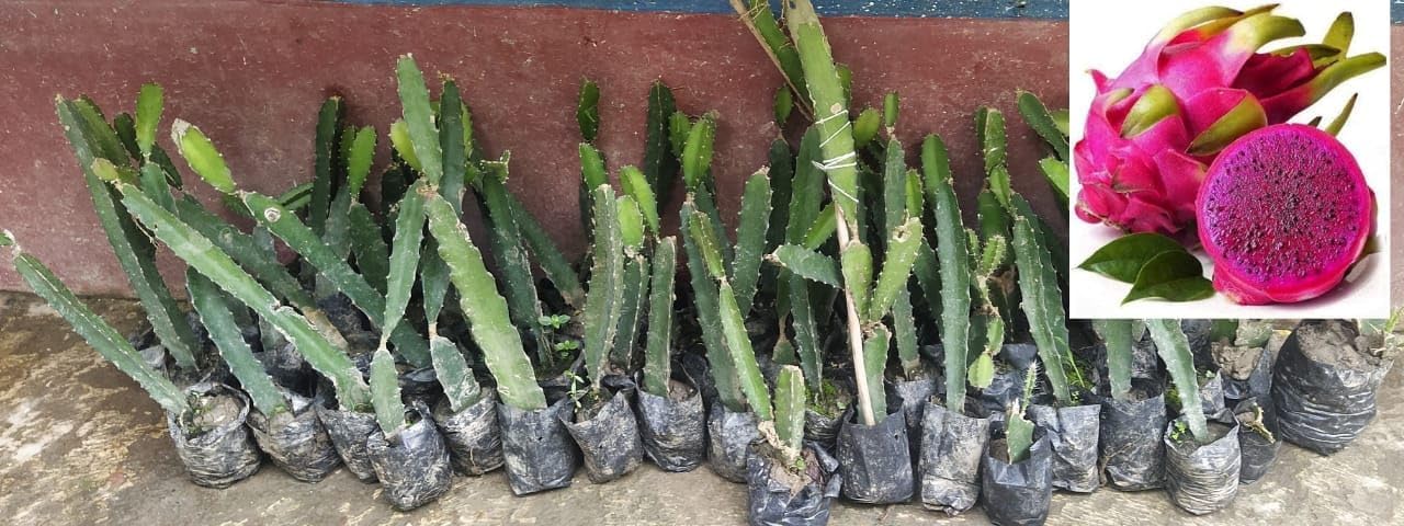 10 Live Dragon Fruit Tree Plants Pack Of 10 Plants, Height 10-15 Cm (B0CX9HT5VC) Amazon Price History, Amazon Price Tracker