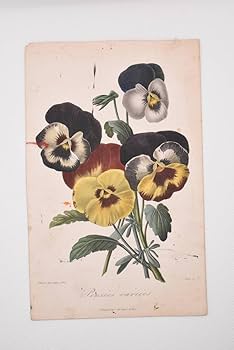 Amazon.co.jp: フランスアンティーク 博物画 植物画『パンジー すみれ