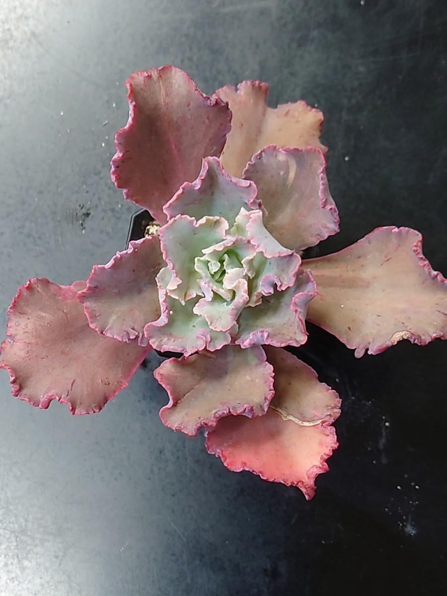 Amazon.co.jp: 多肉植物 韓国苗 クレオパトラ : おもちゃ