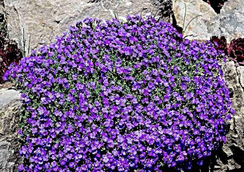 Blaukissen Hybride 'Whitewell Gem' Samen, Aubrieta cultorum, Bodendecker...