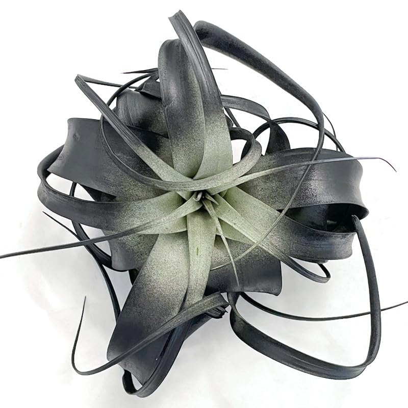 XL Xerographica Colored Air Plant, Live Tillandsia House Plant, Easy Care Indoor Outdoor, Great Gift, Healthy Arrival Guaranteed (Black)