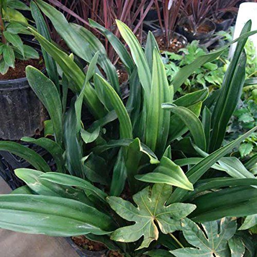 Amazon.co.jp: オモト（万年青）：緑葉（造園用）5号ポット[庭植え