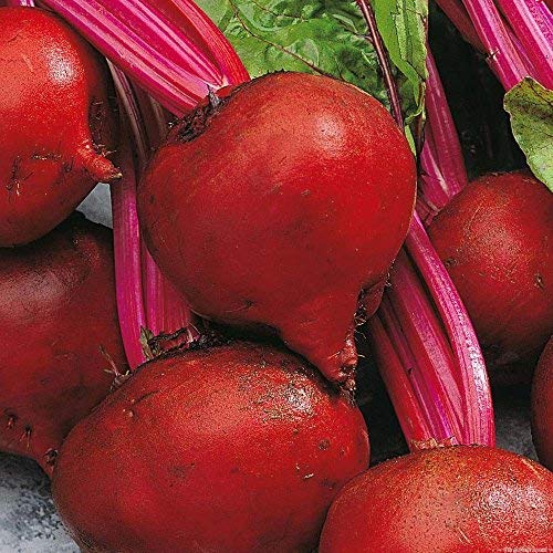 Dirt Goddess Super Seeds ~ Detroit Dark Red Beet Seeds NON GMO (1 Lb)