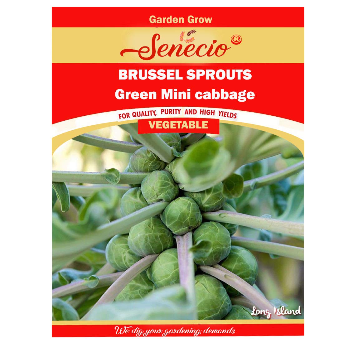 SENECIO� Brussel Sprout Long Island Mini Cabbage Vegetable, Terrace Kitchen Garden Pack of 30 Seeds (B08GJ5BY8Z) Amazon Price History, Amazon Price Tracker