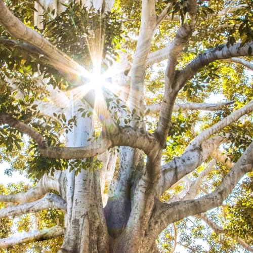 Empowering Women - Root Deep Stand Strong Branch Out cover art