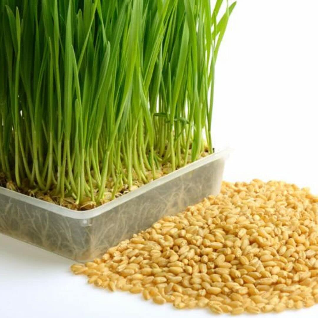 DIOART™ PUSA-477 Organic Wheatgrass Sprouting Seeds (B0CKX8GGBW) Amazon Price History, Amazon Price Tracker