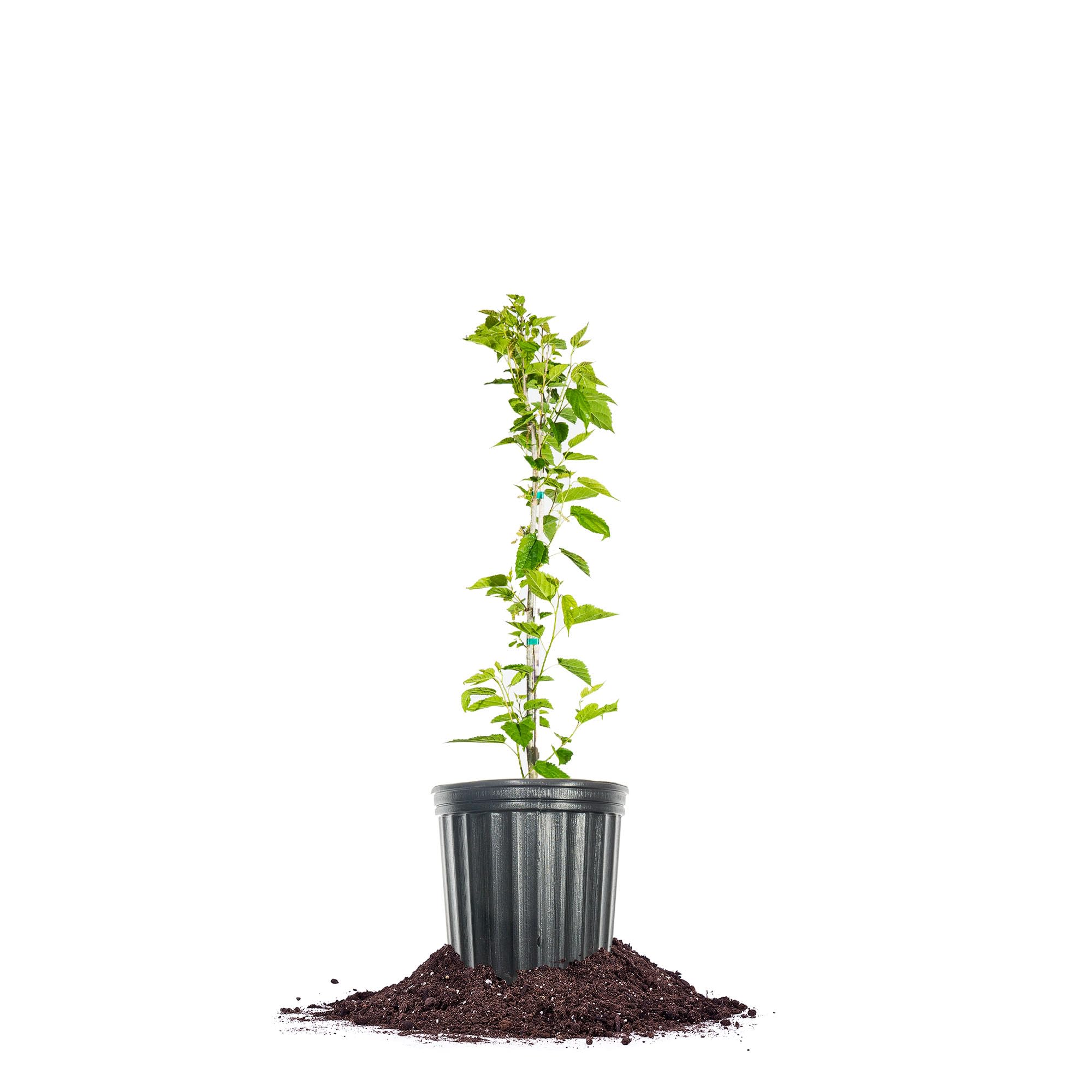 Perfect Plants Dwarf Mulberry