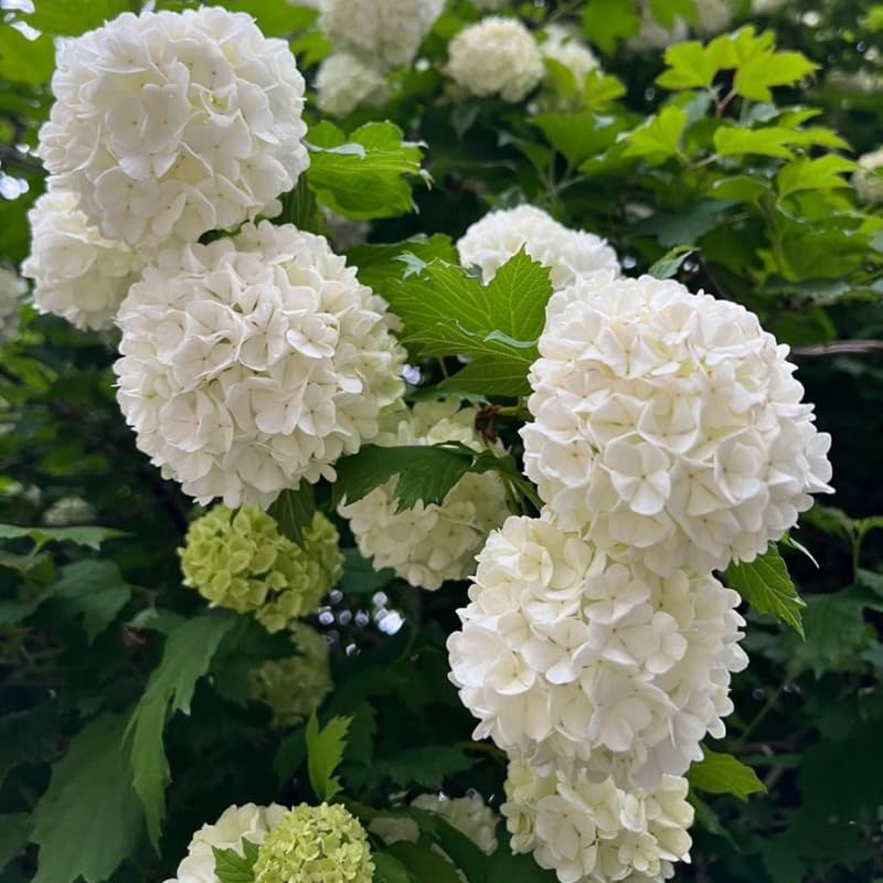 2 Japanese Snowball Bush Live Plants | Snowball Bush Live Plant for Gardens | 12 Feet Tall Bare Root Shrubs | Great for Borders Hedges and Landscape Design | Dormant Tree