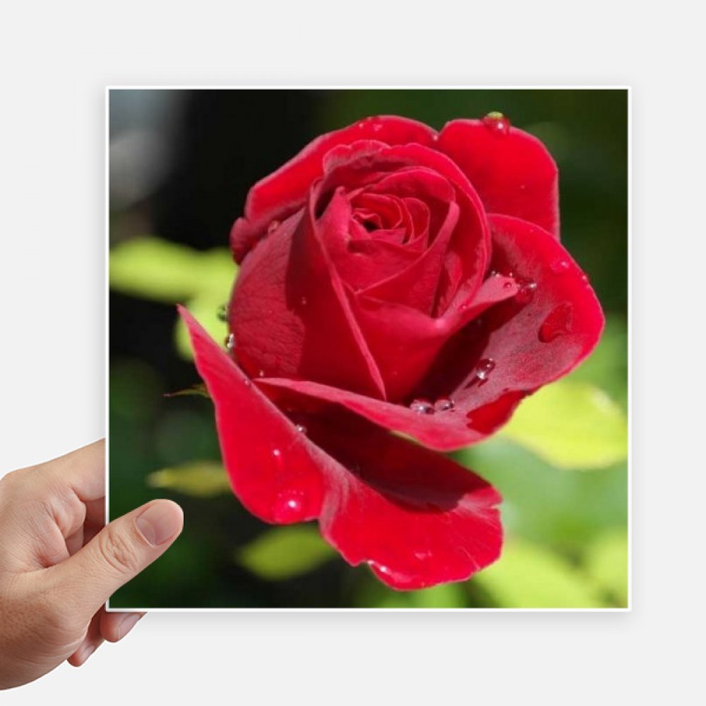 Autocollant carré de 20 cm roses rouges pour masquer les rayures de valise et PC, x4