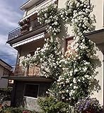 Rose Barni