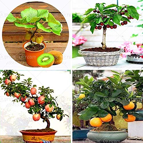 PLATFIRM GERMINATION SEEDS:20 : 4 kind fruit,bonsai fruit tree seeds,vegetable and fruit seeds total 100+ seed