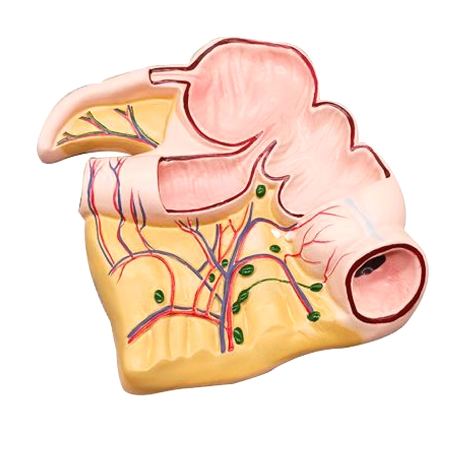 Modèle Anatomique De L'appendice Et du Cæcum, Profil Rectal Appendice Et Cæcum Organes Humains Modèle Anatomique pour Artiste Dessin Étude Enseignement Médical Formation