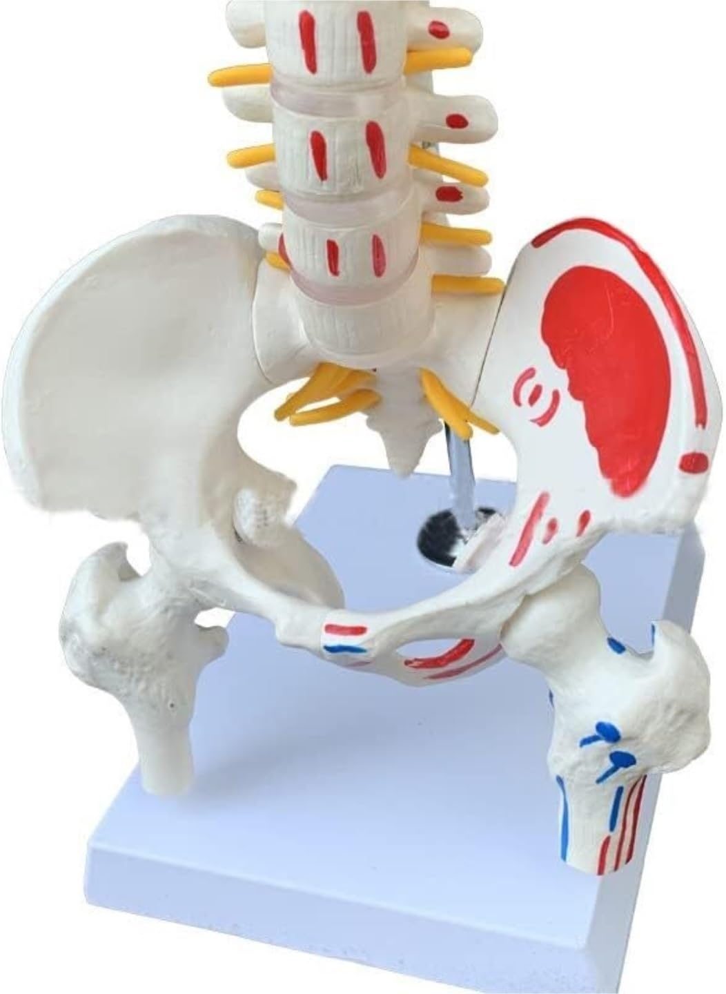 Human Organ Model Modello Di Anatomia Della Colonna Vertebrale Umana Con Risorse Didattiche Mediche Pelviche Per Lo Strumento Didattico Per Studio Del'anatomia Dello Scheletro Organi Educativi