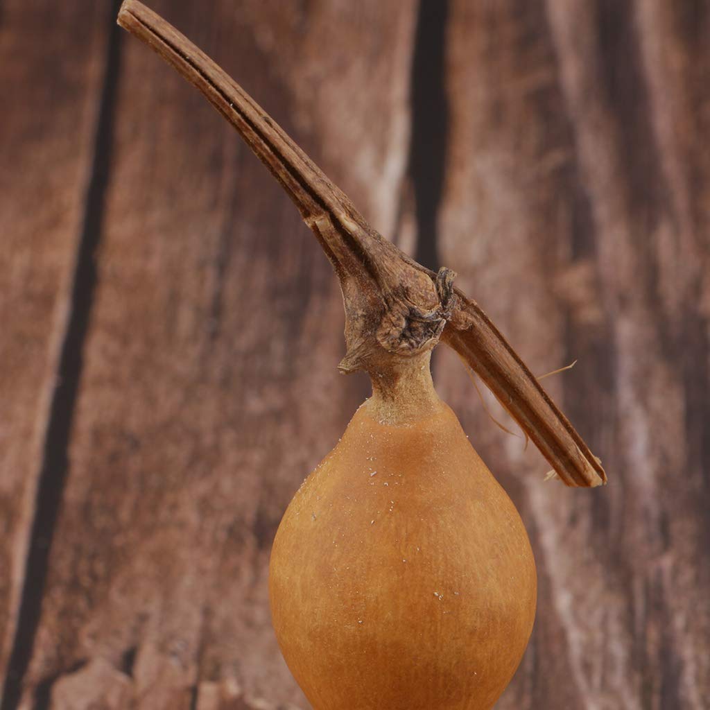20 Zucche Secche Naturali Per Lavoretti Fai Da Te - Dimensioni 4-6 Cm, Con Gambo, Pronte Per Decorare E Dipingere - 2