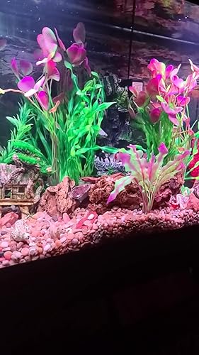 Un splendide aquarium ou gros bol à punch en verre recyclé soufflé sur du bois flotté