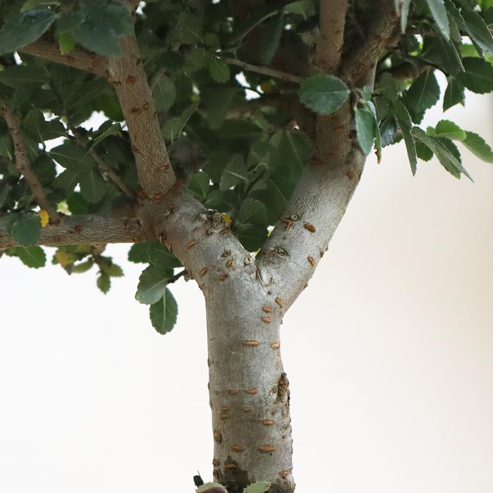 KENTIS - Bonsaï Zelkova - Bonsai Plante Naturelle Exterieur Intérieur - Plantes d'Appartement Balcon Terrasse - H 22/32 cm Pot 19 cm