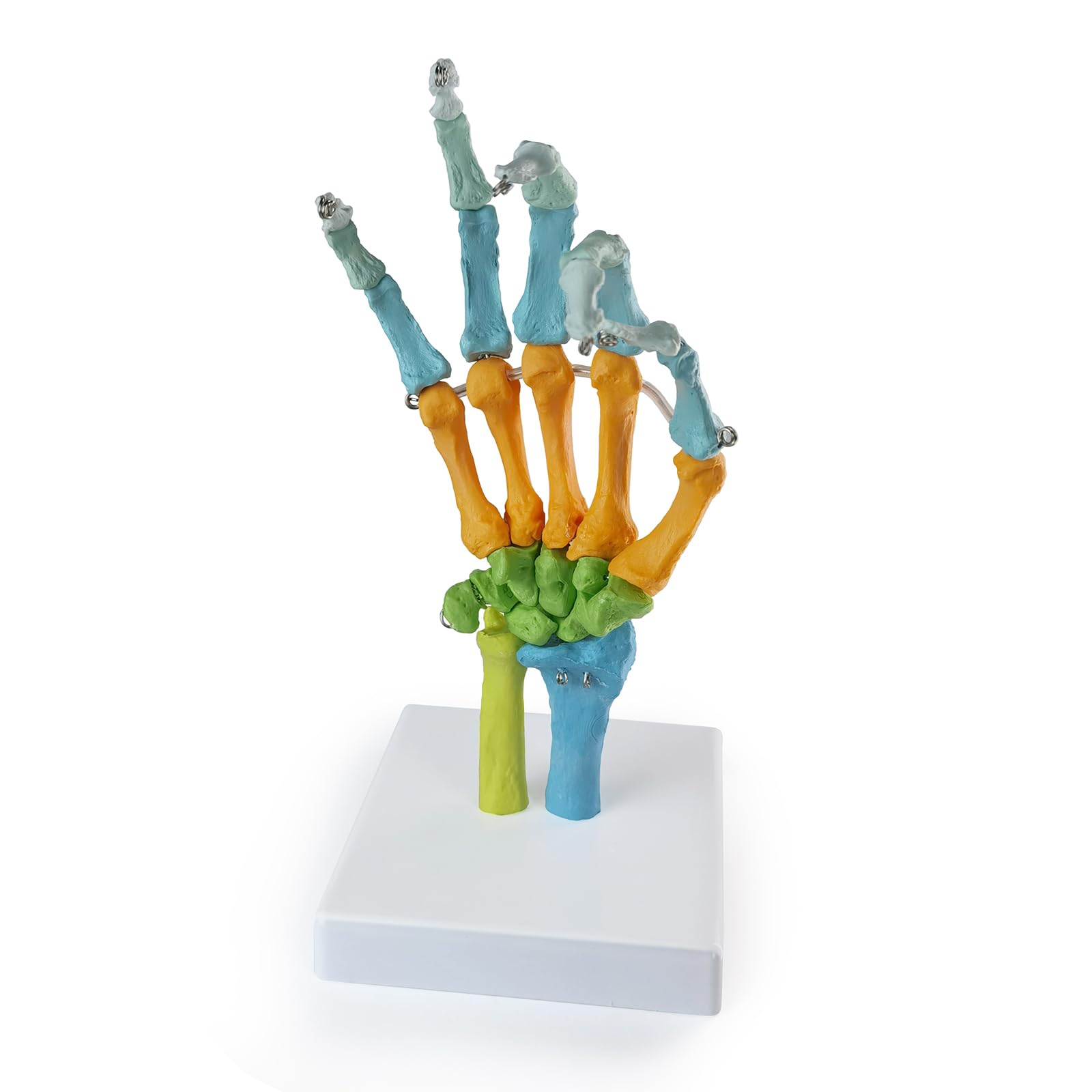 EVOTECH SCIENTIFIC modello anatomico umano, modello anatomico osso della mano colorato