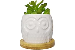 Adorable Owl-Themed Succulent Pots: A Whimsical Haven for Your Tiny Green Friends