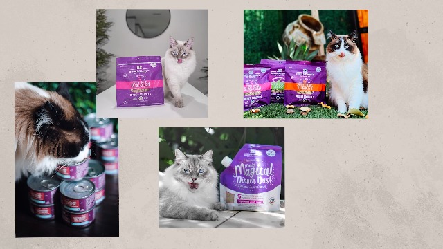 Amazon.com : Stella & Chewy's Carnivore Cravings Wet Cat Food