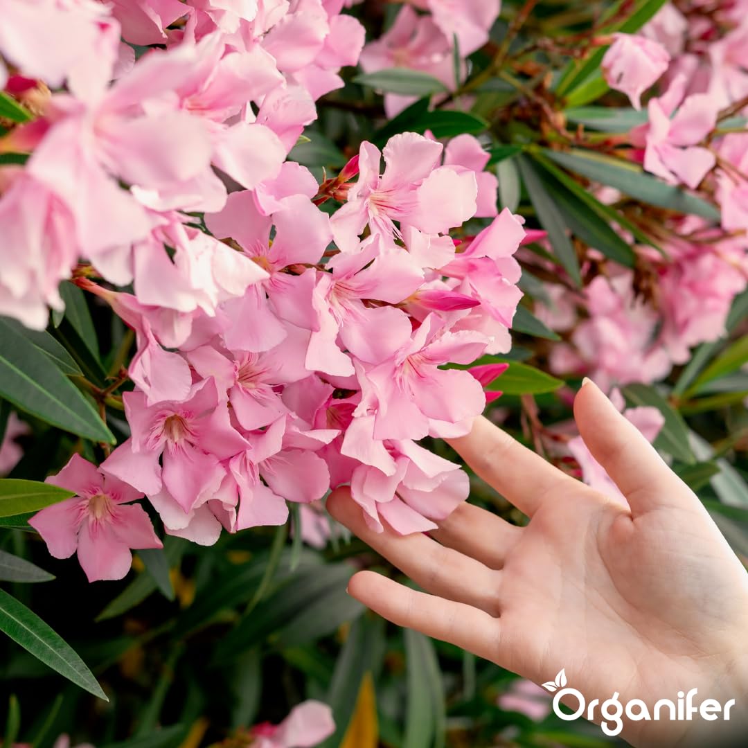 Fertilizzante liquido organico 2x1L per oleandro – radici forti e piante sane – Organifer