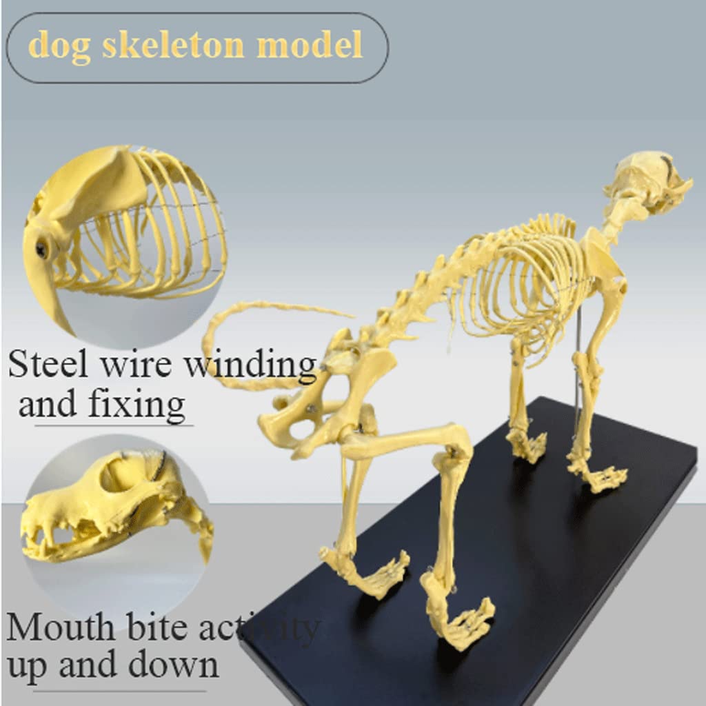 Amazon.co.jp: ペット整形外科モデル解剖モデル動物犬猫骨格系教育