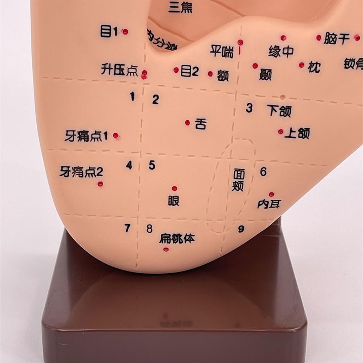 Amazon.co.jp: Generic 耳 模型 耳鍼モデル スタンド付き 耳つぼ