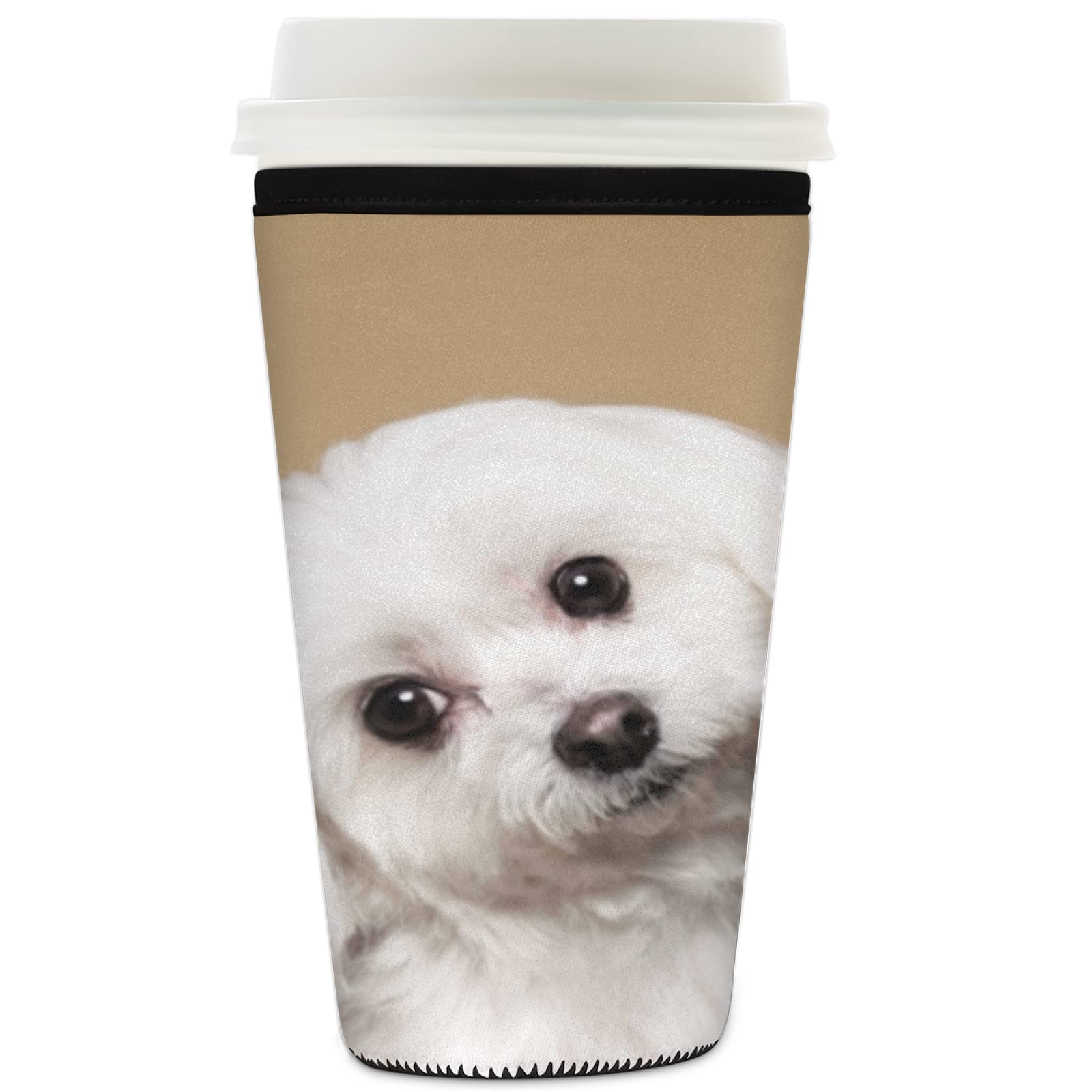 Do Maltese Dogs Get Cold