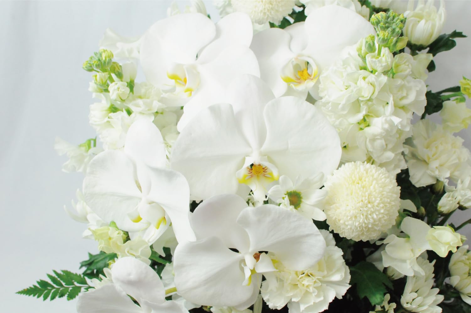Amazon｜お彼岸 お供え 花 49日や枕花にも贈れる仏花、胡蝶蘭の入った