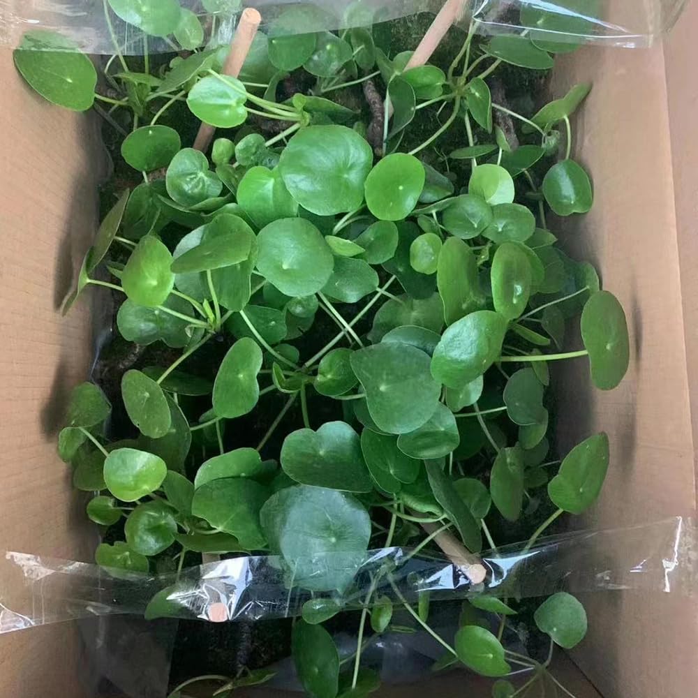 Árbol de la suerte de citrino creativo de cristal amarillo, árbol del dinero  Feng Shui chino, árbol de la fortuna para adorno de escritorio,  decoraciones para el hogar comprar a buen precio —, image size:1000x1000