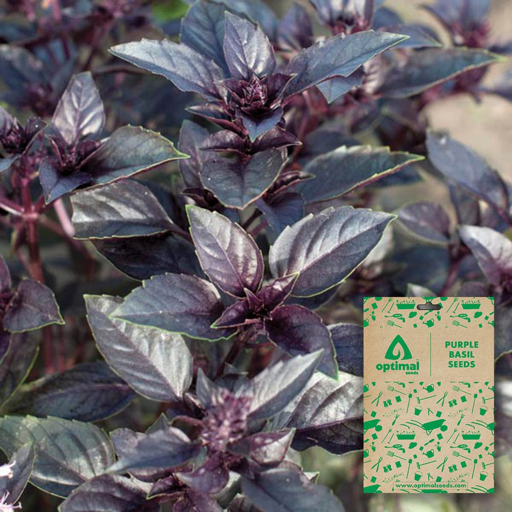 Optimal Seeds Purple Basil Herb Seeds Amazon.in Garden & Outdoors