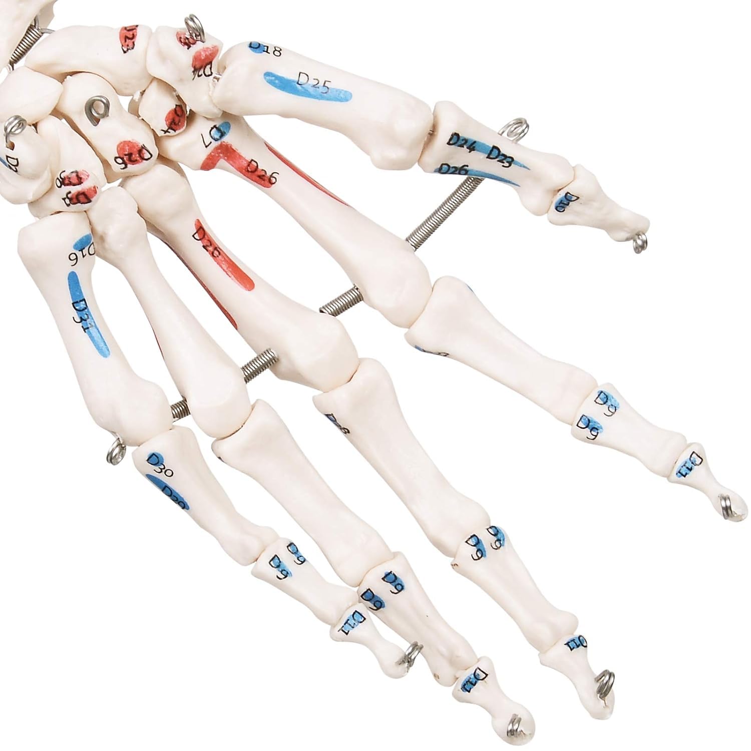 Model szkieletu ludzkiego 180 cm Szkielet anatomiczny naturalnej wielkości ze stojakiem, ruchome, zdejmowane kończyny, szkielet anatomiczny całego ciała