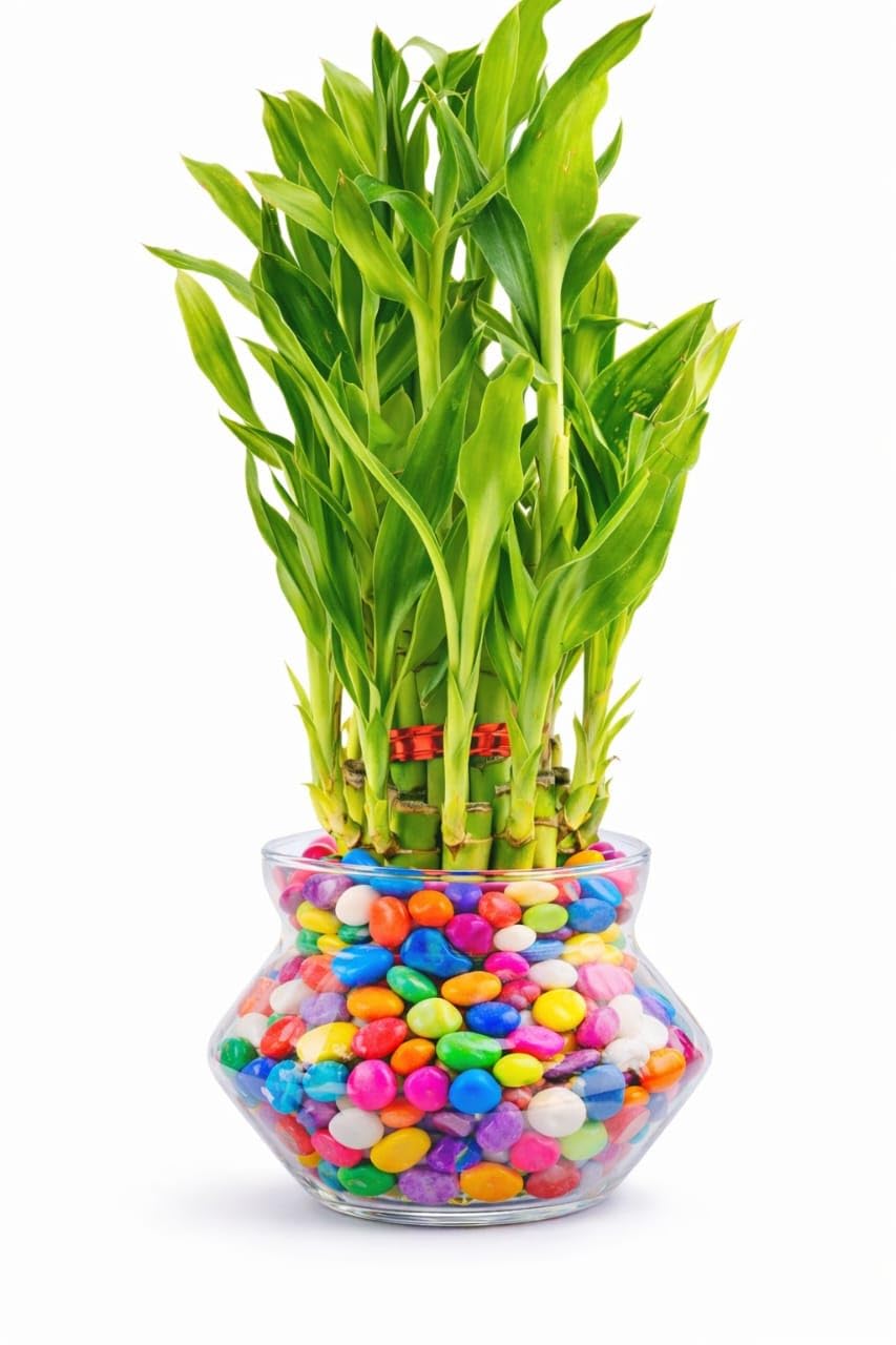 PRIYAM SHOPPING HUB Lucky Bamboo Plant in Glass Bowl (4 inch) with Colorful Gel Beads – Indoor Table Top Plant for Living Room,Office Desk,and Home Decor, Air Purifier & Vastu Plant-image-44