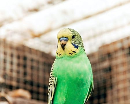 Amazon 数字で描くセキセイインコオウムの鳥明るいdiyリビングルーム数字で彩る装飾アート家の装飾アート画像油絵の具カラー原稿 カスタマイズ可能 40x50cm Diyフレーム 絵具 通販 Amazon 数字で描くセキセイインコオウムの鳥明るいdiyリビングルーム数字で彩る装飾アート家の装飾アート画像油絵の具カラー原稿 カスタマイズ可能 40x50cm Diyフレーム 絵具 通販