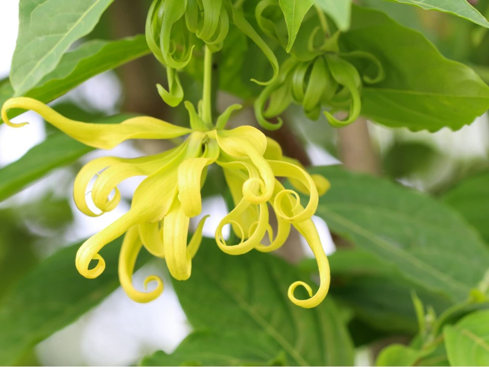 See full amazon price history chart for M-Tech Gardens Exotic Cananga odorata Ylang Ylang ( Langi-Langi ) Flower 1 Healthy Live Plant M-Tech Gardens Exotic Cananga odorata Ylang Ylang ( Langi-Langi ) Flower 1 Healthy Live Plant (B0BGZG86L7) Amazon Price History, Amazon Price Tracker