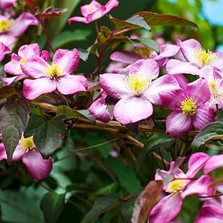 Clematis Montana VAR. Rubens 'Tetrarose' Old Man's Beard Deciduous Climbing Hardy Shrub Fragrant Pink Blooms Easy to Grow Your Own Garden Flowers 80-100cm 3-Litre Potted Plant by Thompson and Morgan