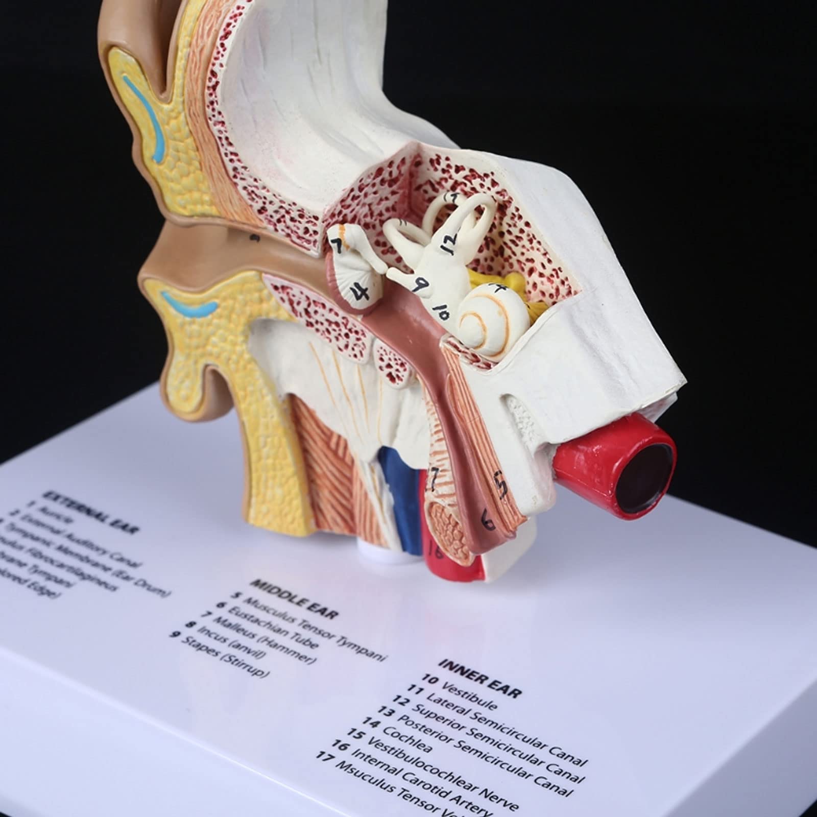 1,5 Volte Il Modello Dell'orecchio Umano A Grandezza Naturale Materiale Didattico Per L'anatomia Scientifica Display Per Studio Anatomico Professionale
