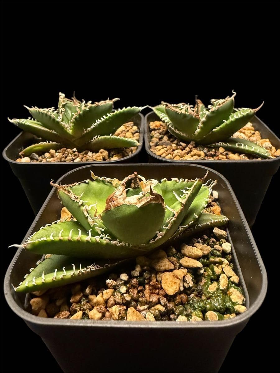 アガベ チタノタ ホオジロザメ "大白鯊"３株