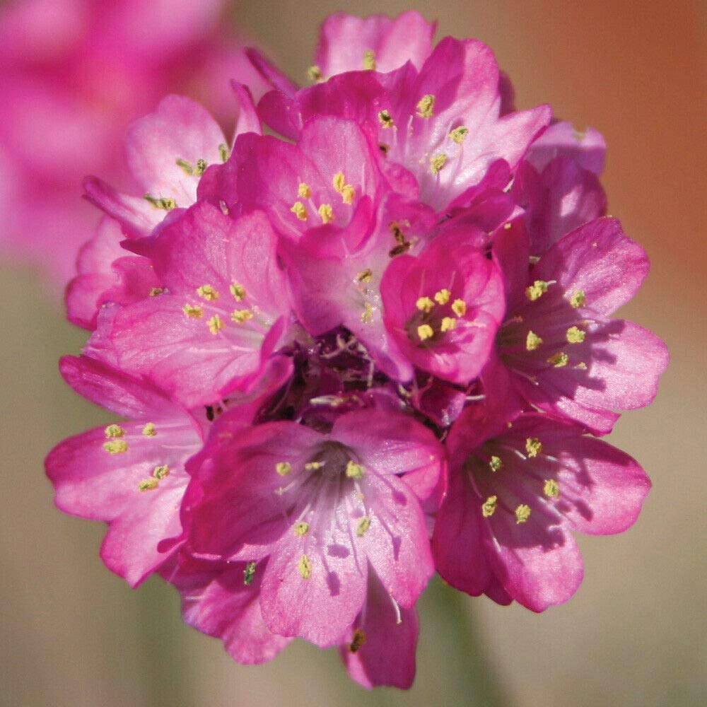 Armeria Hardy Evergreen Perennial Garden Plant 'Dusseldorfer Stolz' 9cm Pots by Thompson and Morgan