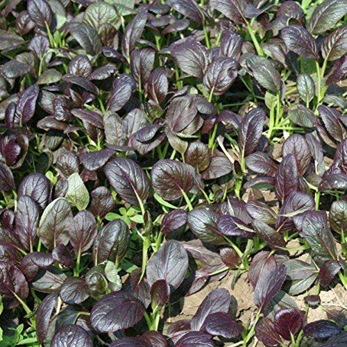 Compare Prices For Across All Amazon European Stores