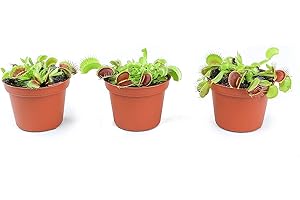 Altmans Live Venus Fly Trap Houseplants