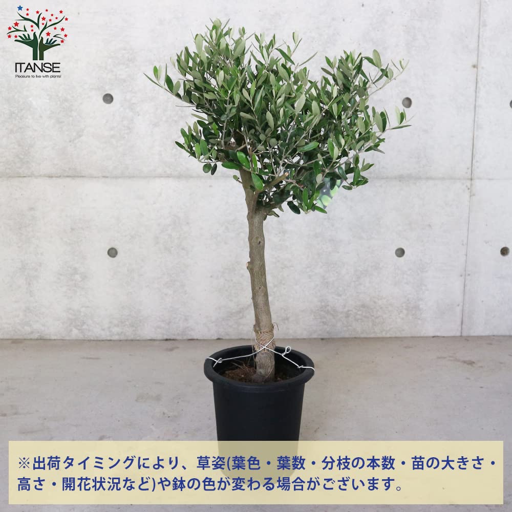 現品、オリーブの苗※ミッション、単体でも実がなりやすい品種です Amazon.co.jp: ITANSE オリーブ ミッション 7号鉢 1個売り 果樹