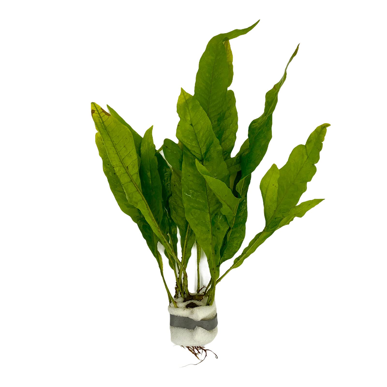 Javafarn, Microsorum pteropus, persico, robusto, pianta acquatica