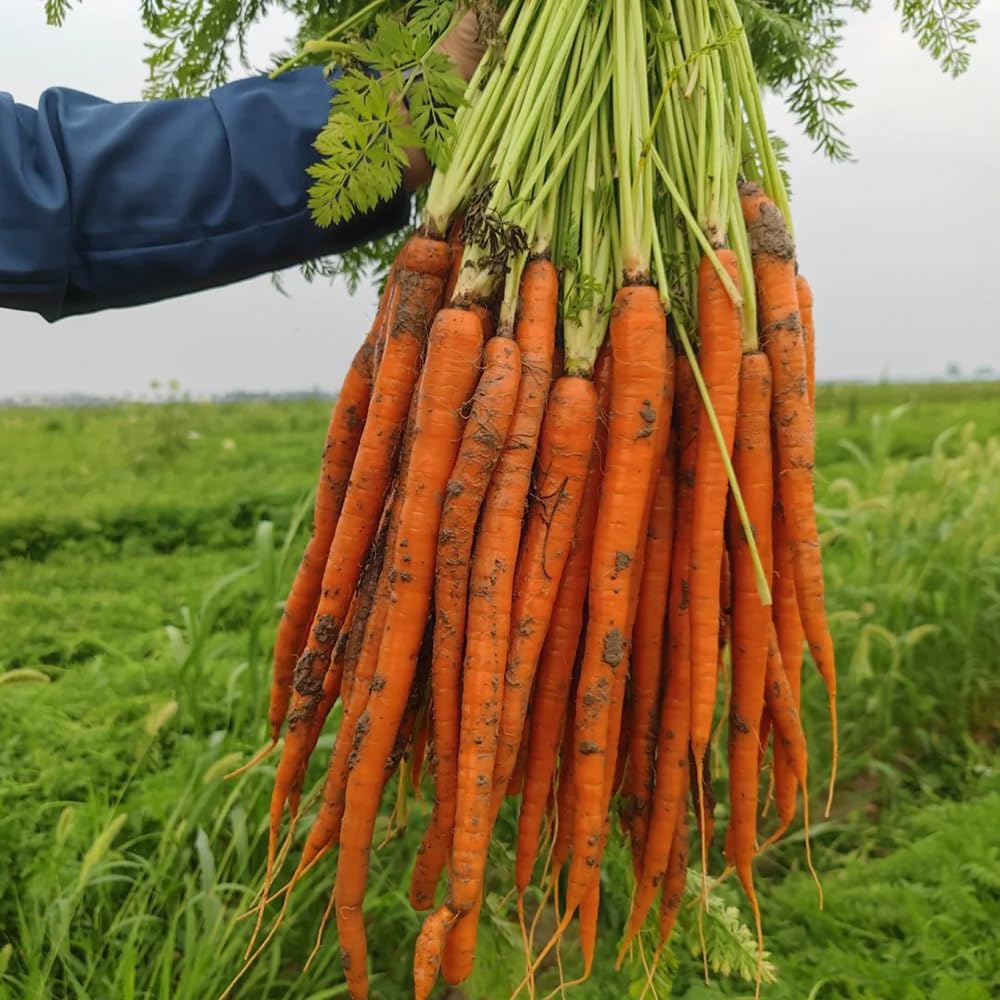 300 pcs mhren samenkarotten pflanzensamen garten deko samen anzucht bio saatgut  saatgut stauden winterhart mehrjhrig winterharte pflanzen zimmerpflanzen  garten samen gartenpflanzen : Amazon.de: Garten