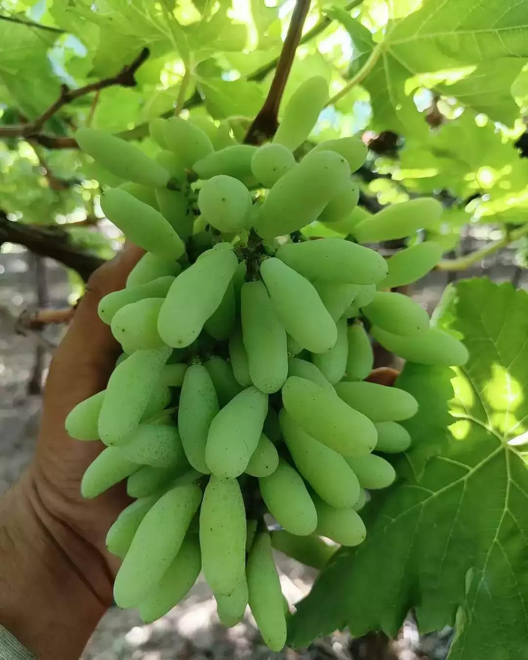 Bahan Traders Moon drops Green Grape Plant Seedless Vine Cutting Live Long Grape Healthy Angoor Plant for Home Garden Angur Tree Pack of 1 (B0CRHYBJ1J) Amazon Price History, Amazon Price Tracker
