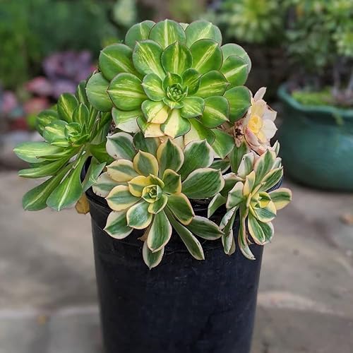 Miniatura 4 de Aeonium Plant Live, Rarre Aeonium Suculents - Planta de interior en maceta de 4 pulgadas, suculentas para decoración del hogar y la oficina (rayas)
