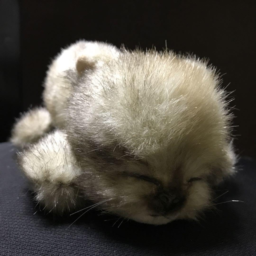 Amazon.co.jp: ぬいぐるみ 猫 ねこ 眠り猫 リーベ レトロ : Toys & Games 