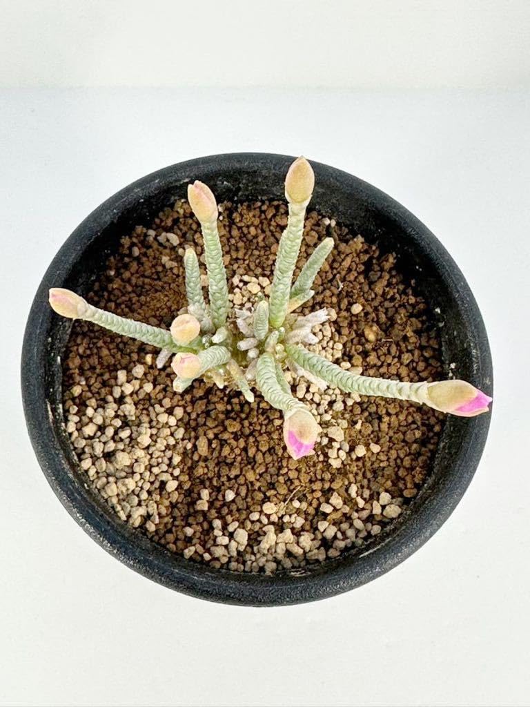 Amazon.co.jp: Avonia alstonii 南アフリカ ナミビア原産 アボニア